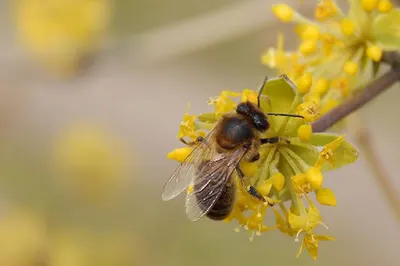 Producent drzew, krzewów pszczelarskich i ozdobnych Ekolas